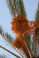 Dates on a palm tree, Giardino Esotica Pallanca (Pallanca Exotic Gardens), nr Bordighera, Italy