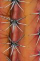 Cactus thorn closeups, Giardino Esotica Pallanca (Pallanca Exotic Gardens), nr Bordighera, Italy